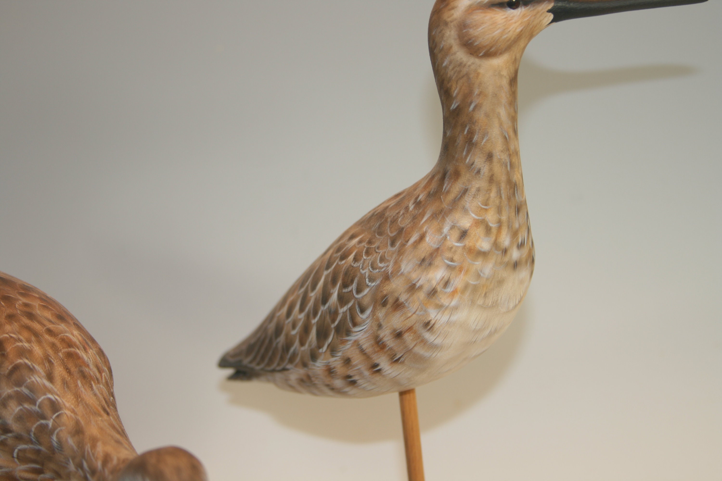 Dowitcher Pair — view 4