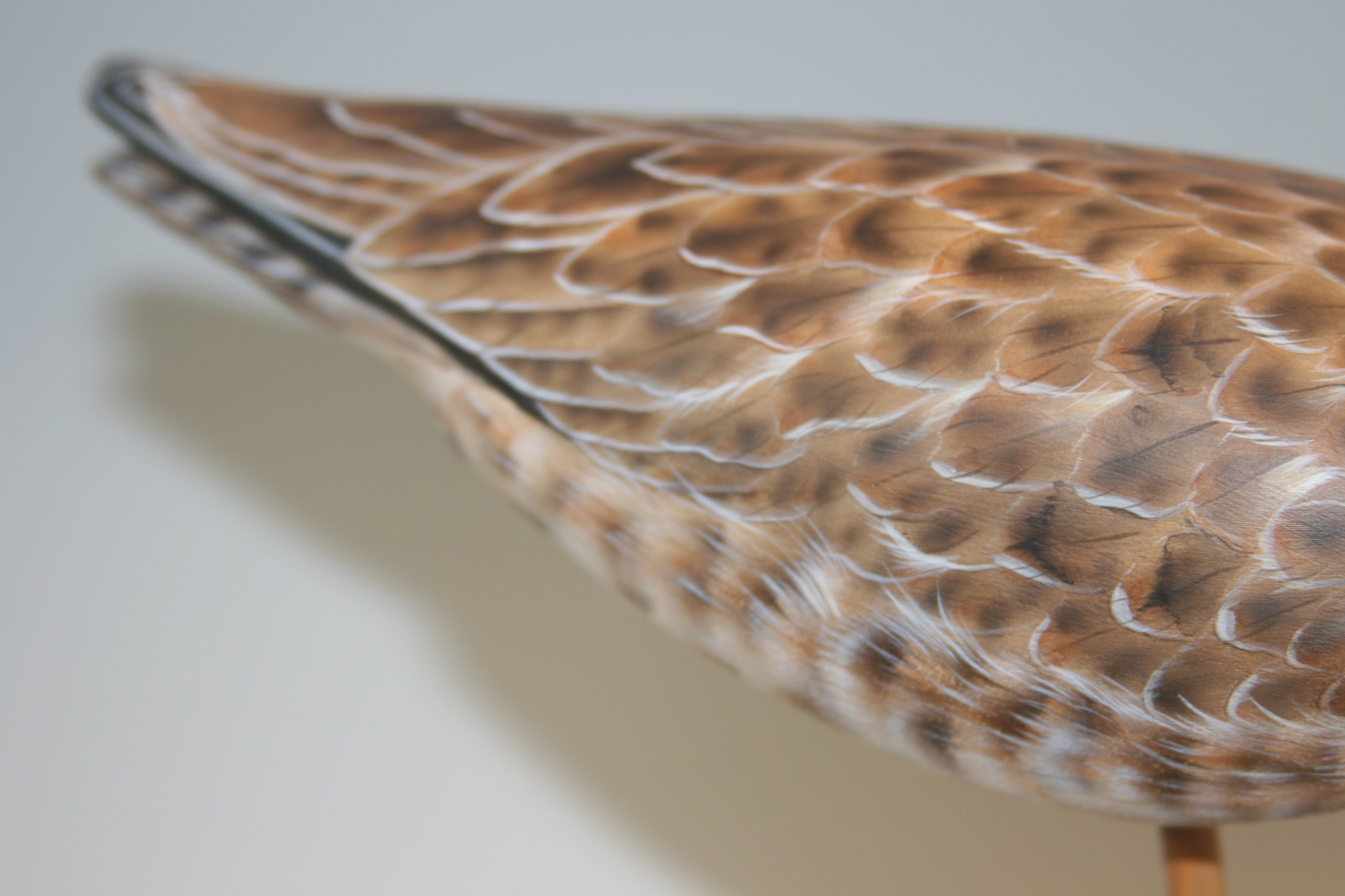 Dowitcher Pair — view 5