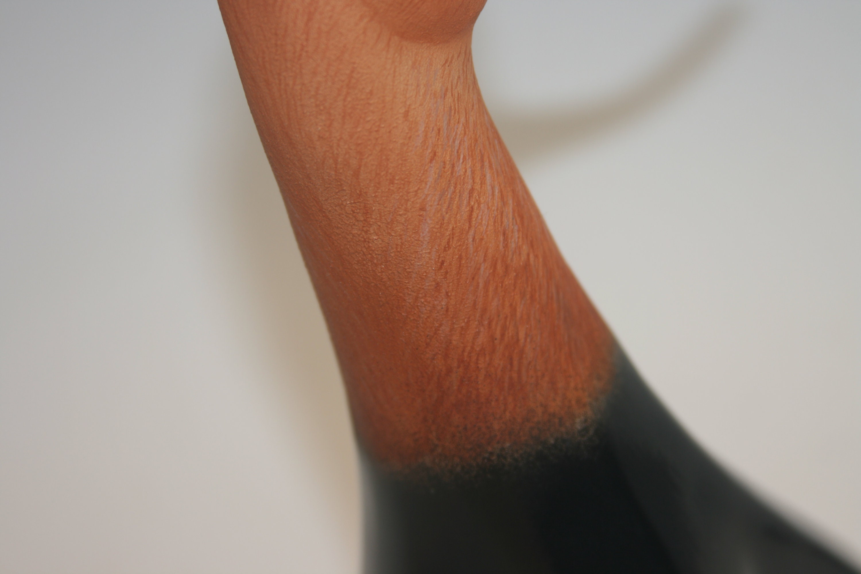 American Avocet Bust — view 3