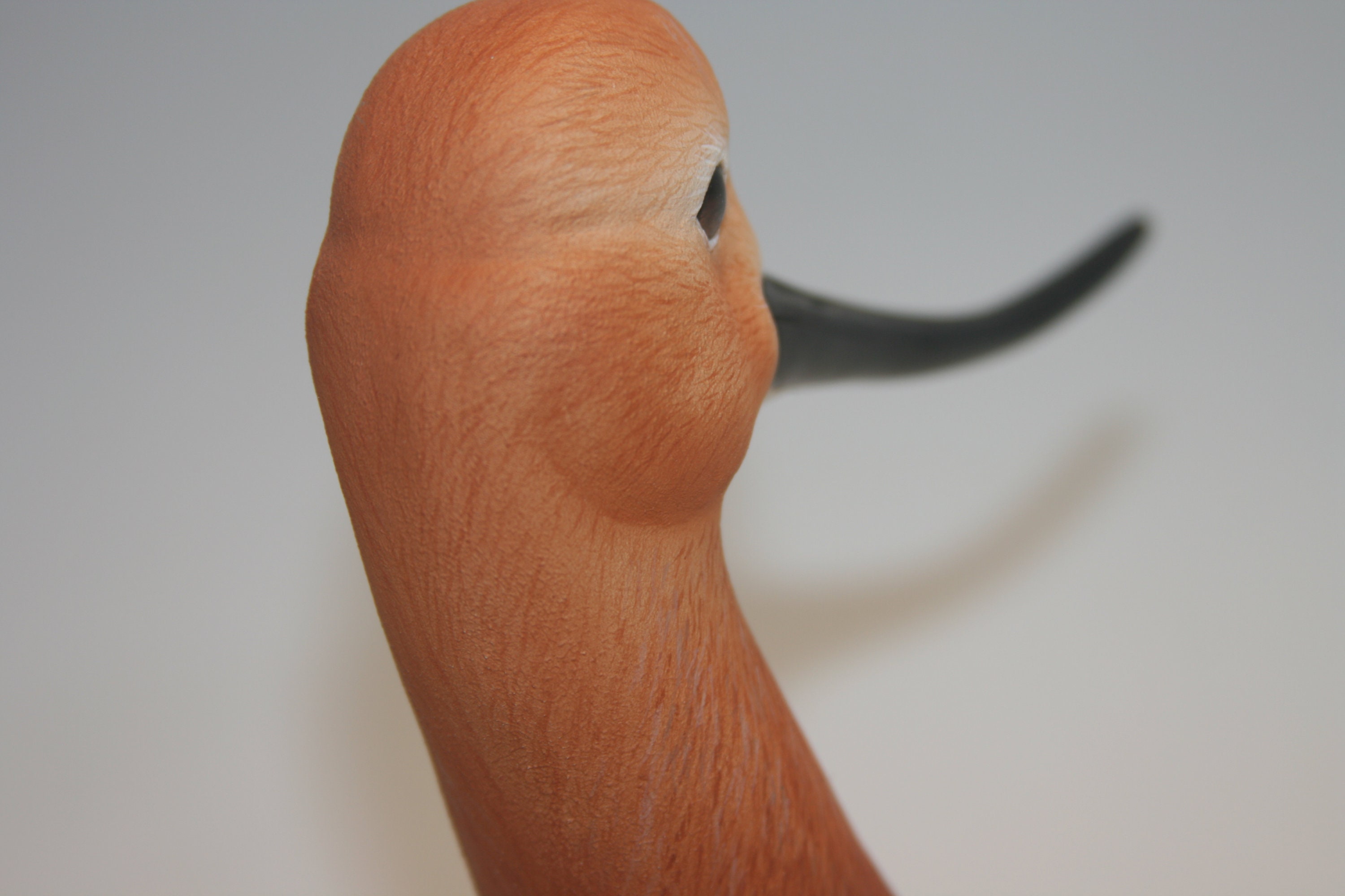 American Avocet Bust — view 6