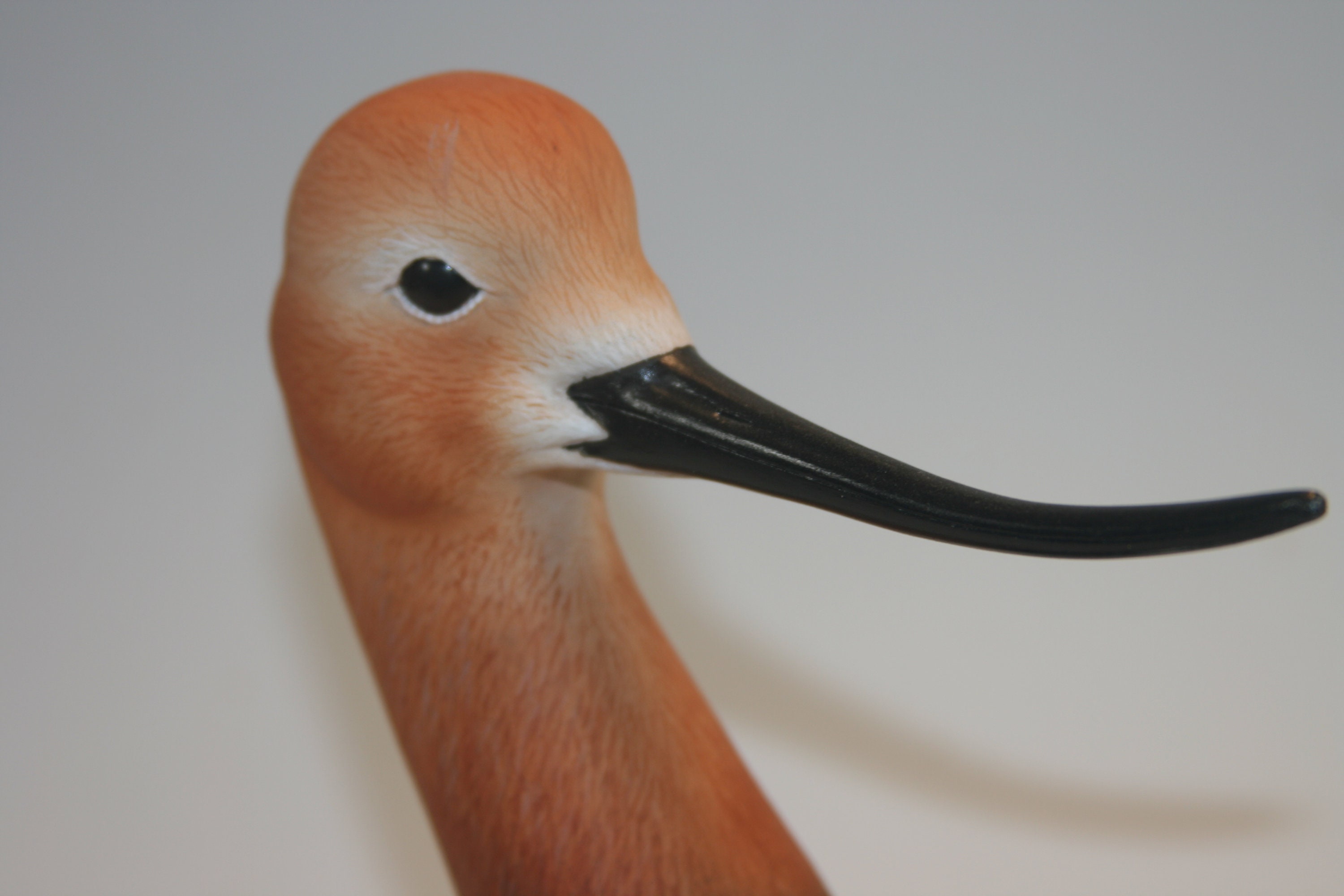 American Avocet Bust — view 8