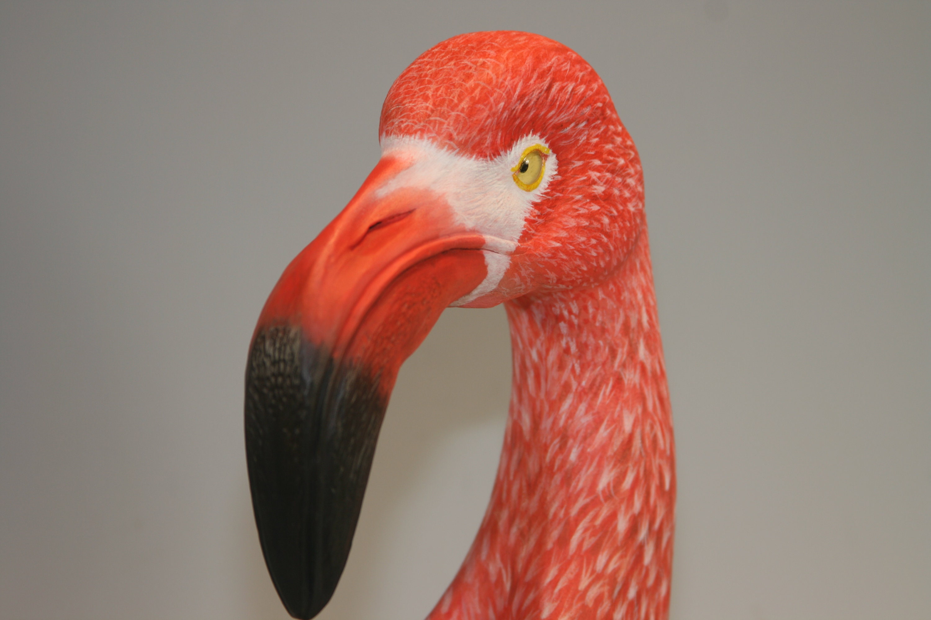 American Flamingo — view 2