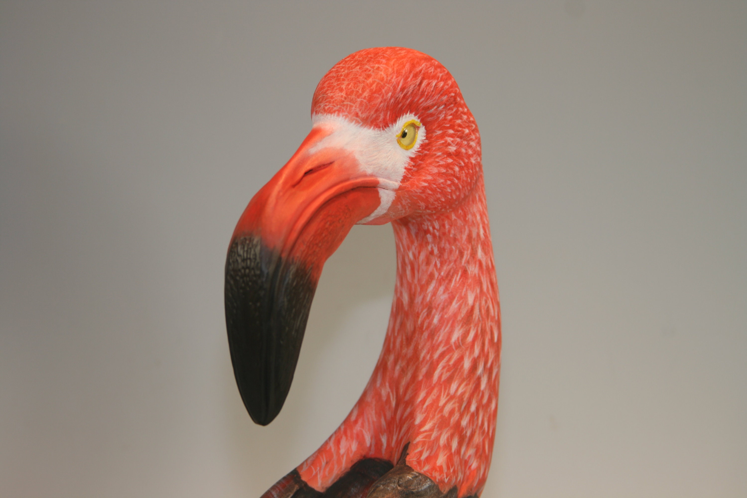American Flamingo — view 3