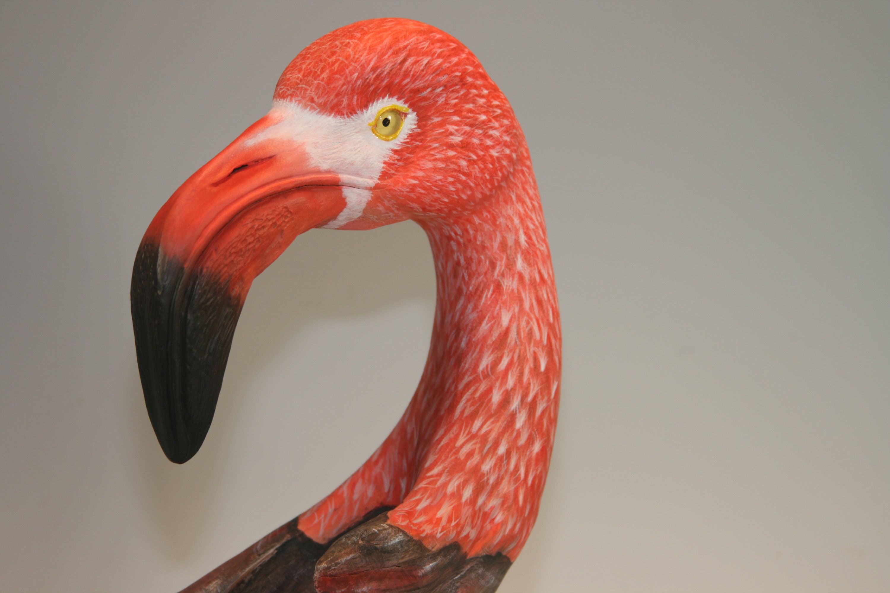 American Flamingo — view 4
