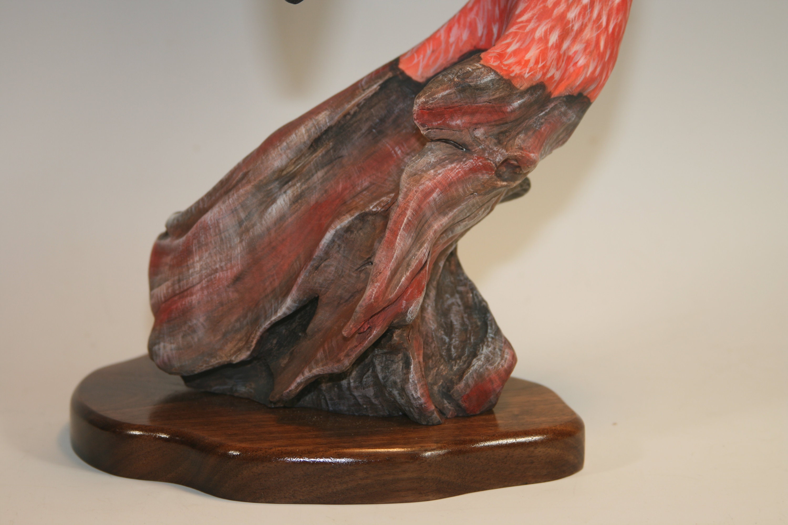 American Flamingo — view 5