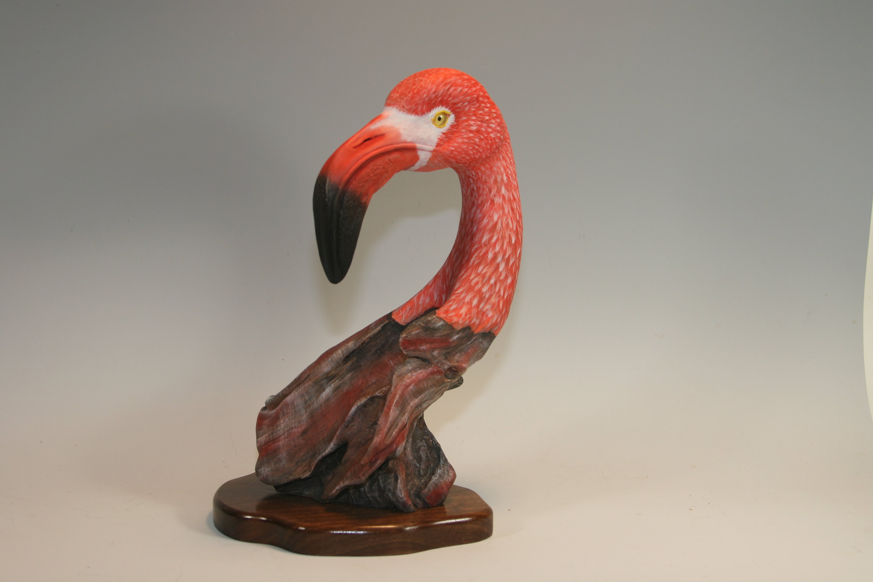 American Flamingo — view 6