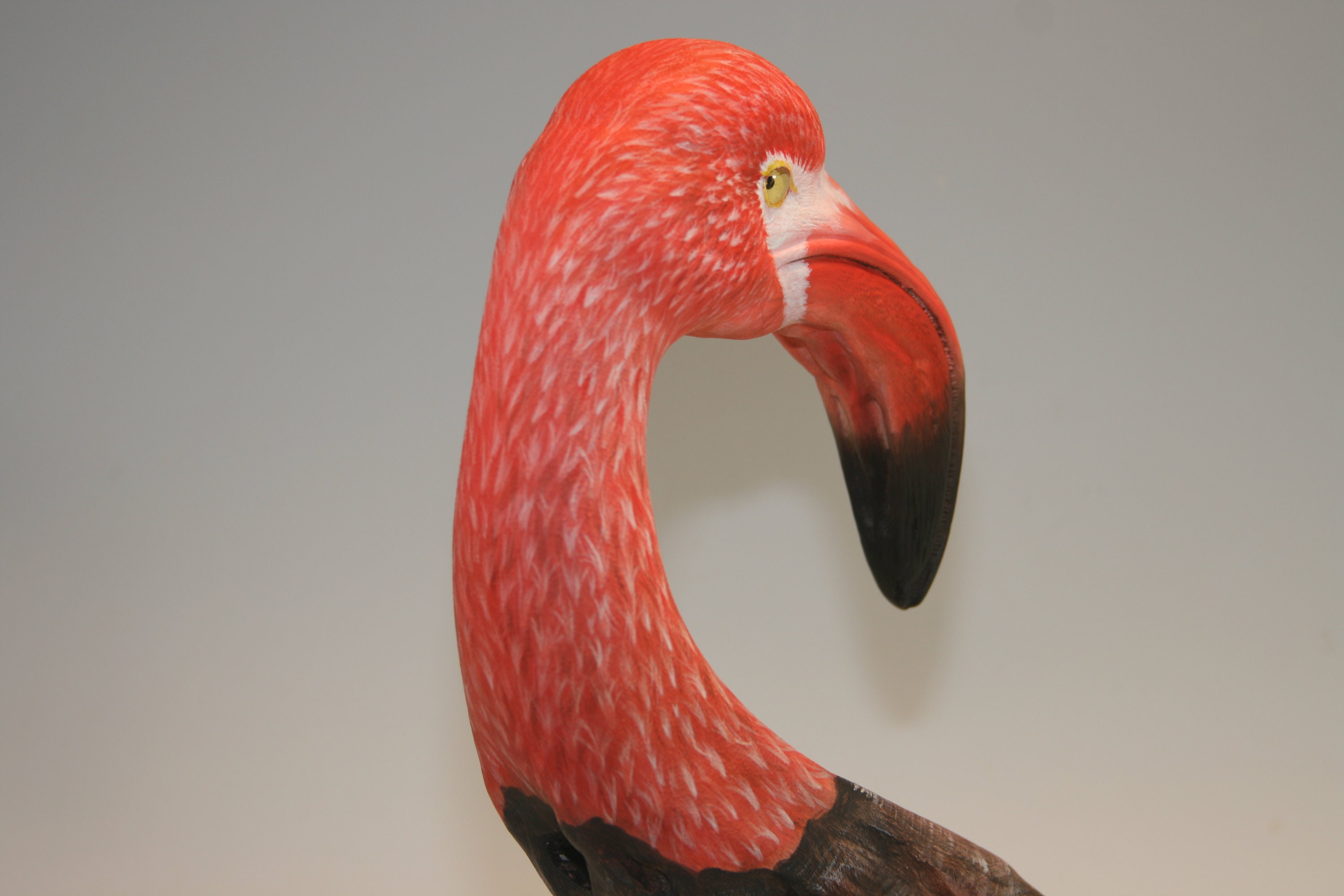 American Flamingo — view 8