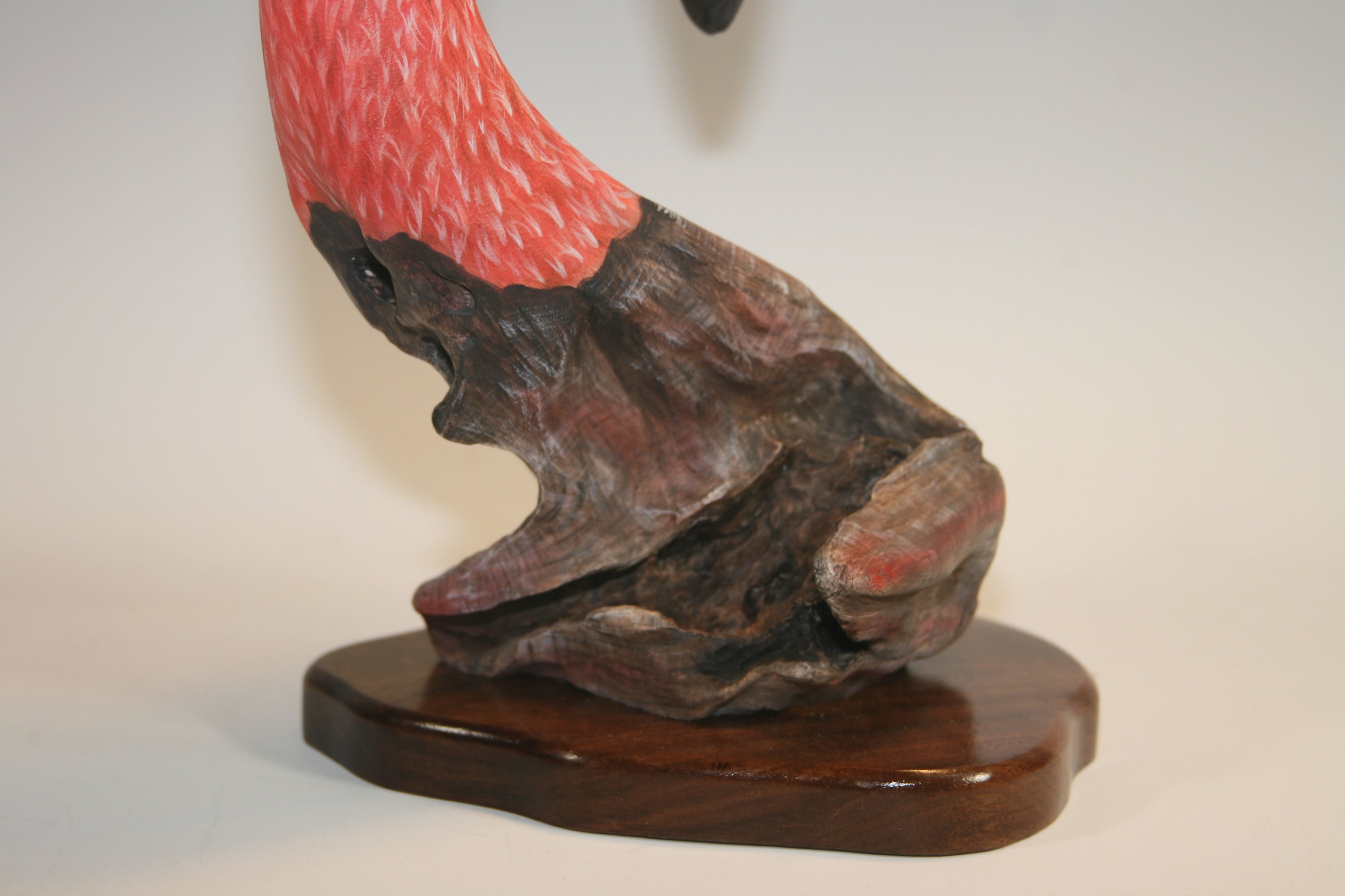 American Flamingo — view 9