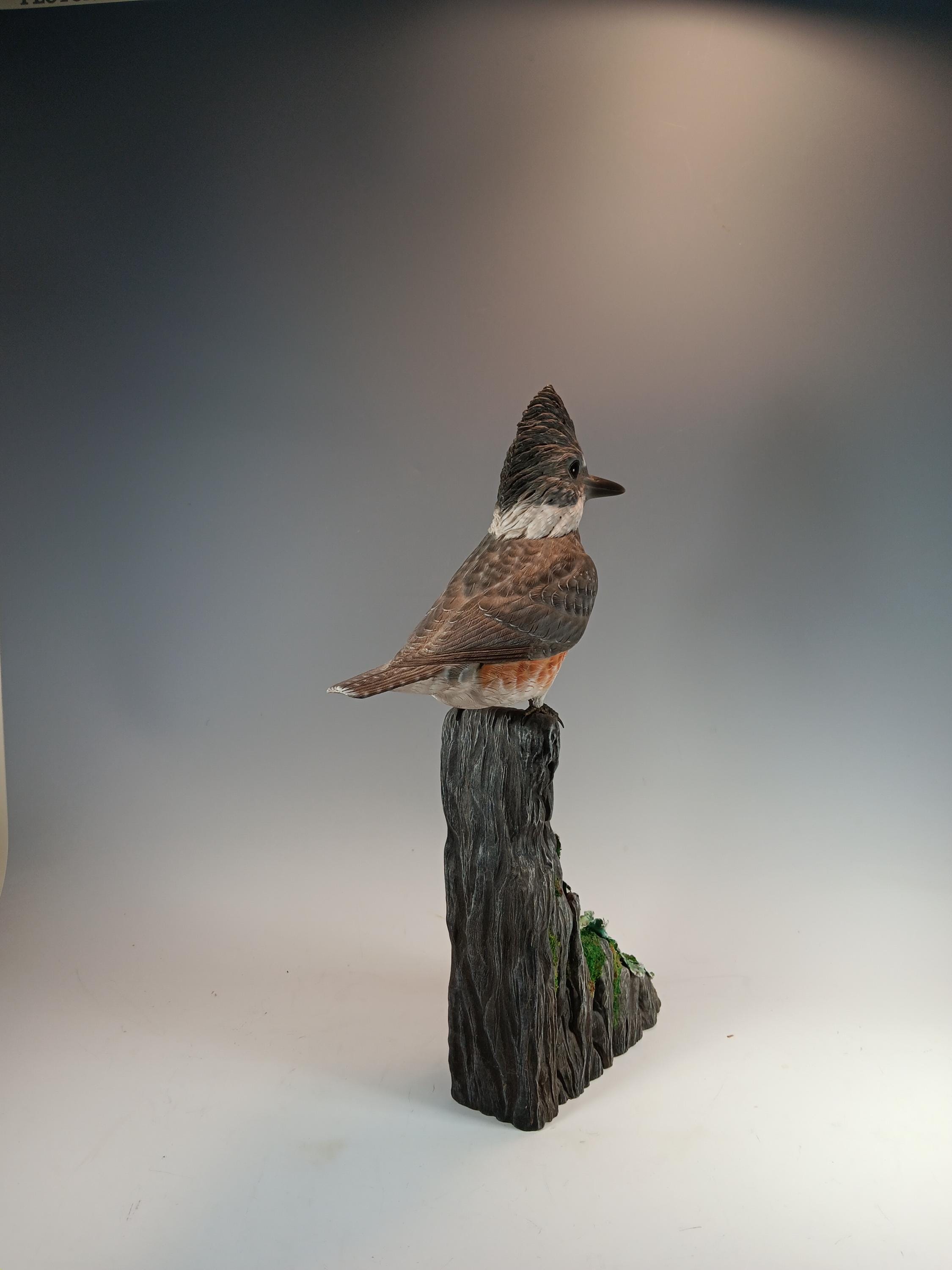 Belted Kingfisher (Driftwood Base) — view 2