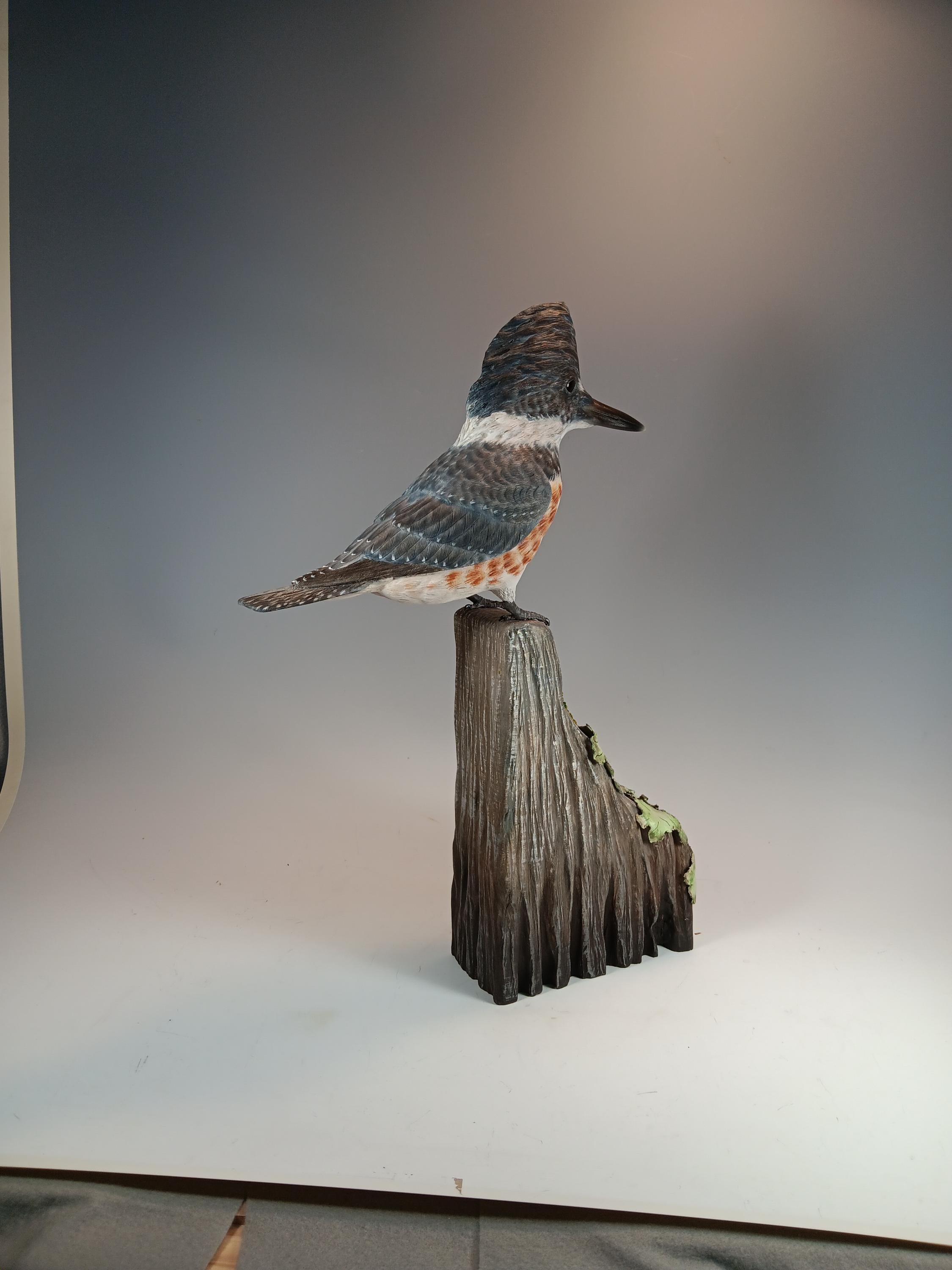 Belted Kingfisher (Lichen Base) — view 2