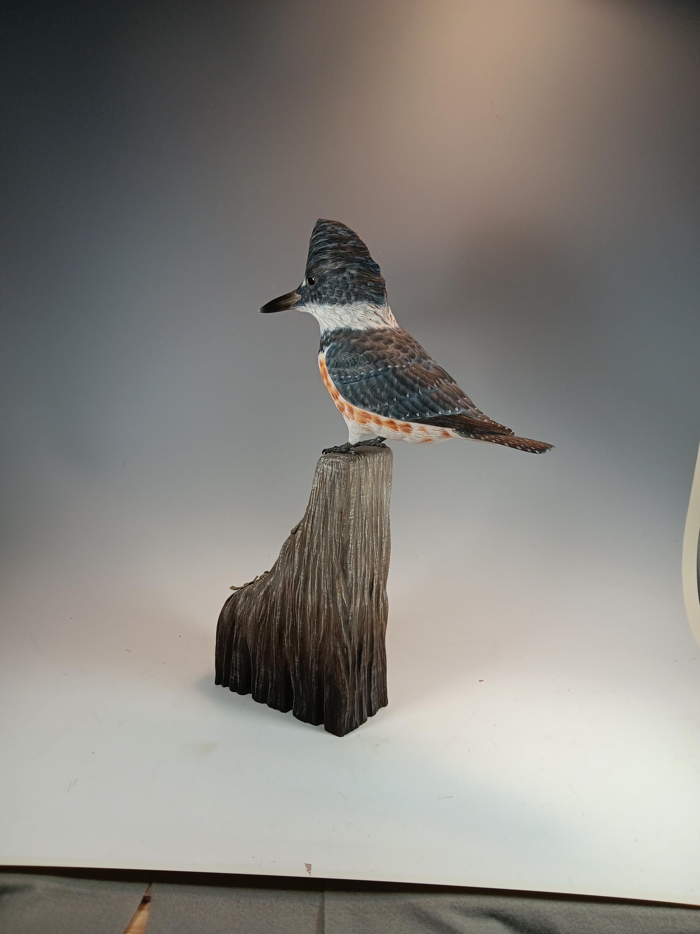 Belted Kingfisher (Lichen Base) — view 3