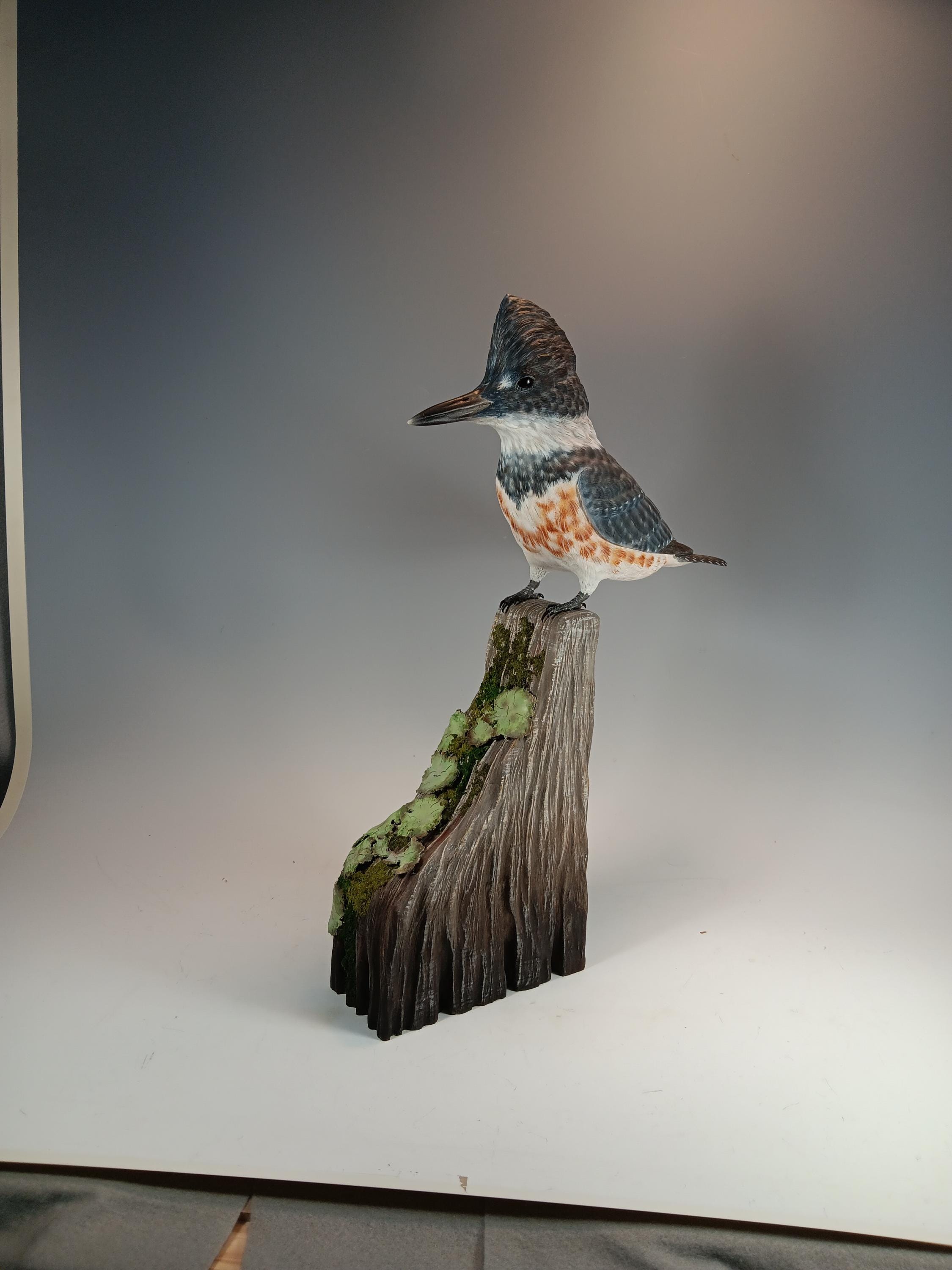Belted Kingfisher (Lichen Base) — view 4