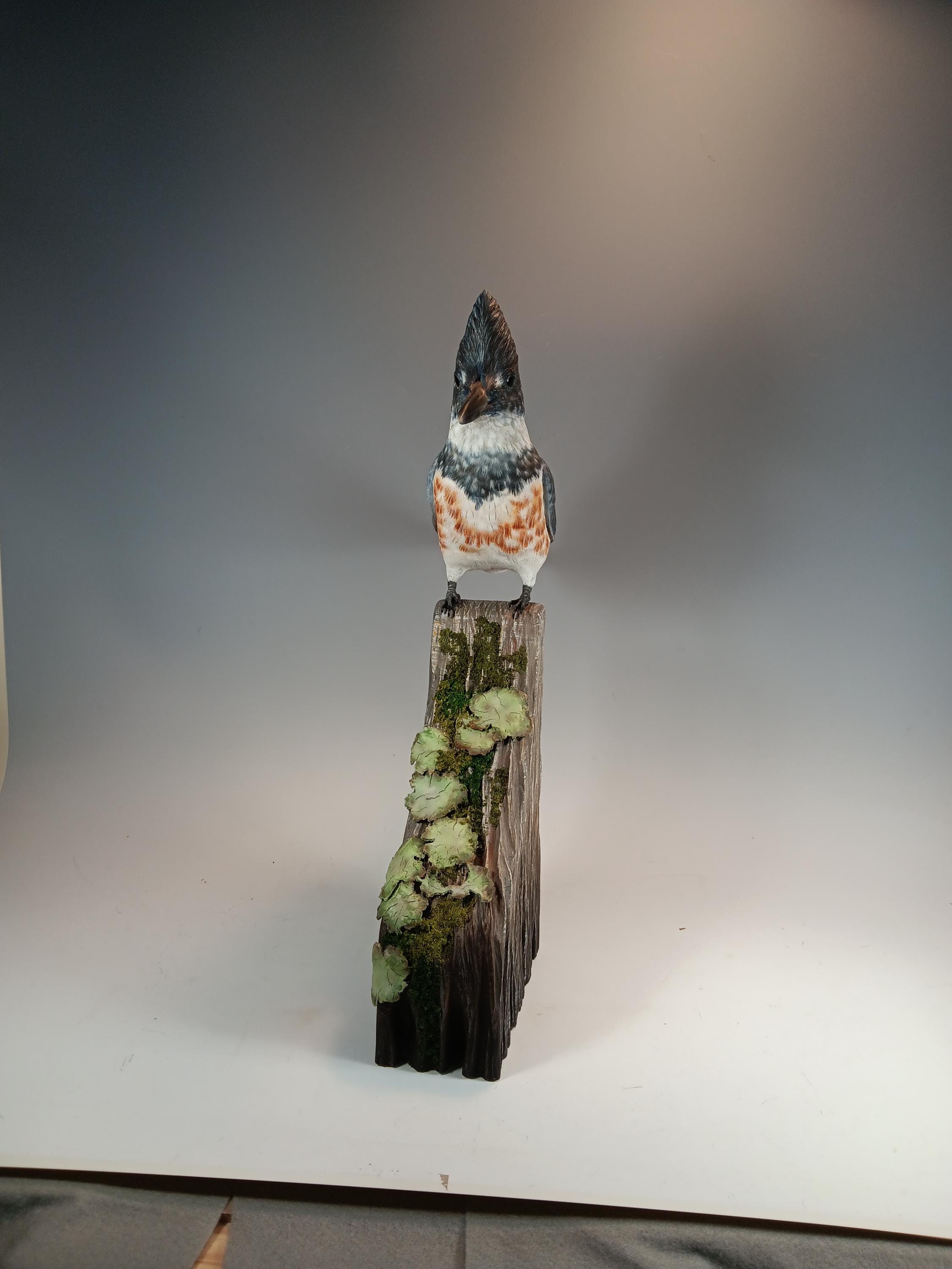 Belted Kingfisher (Lichen Base) — view 5