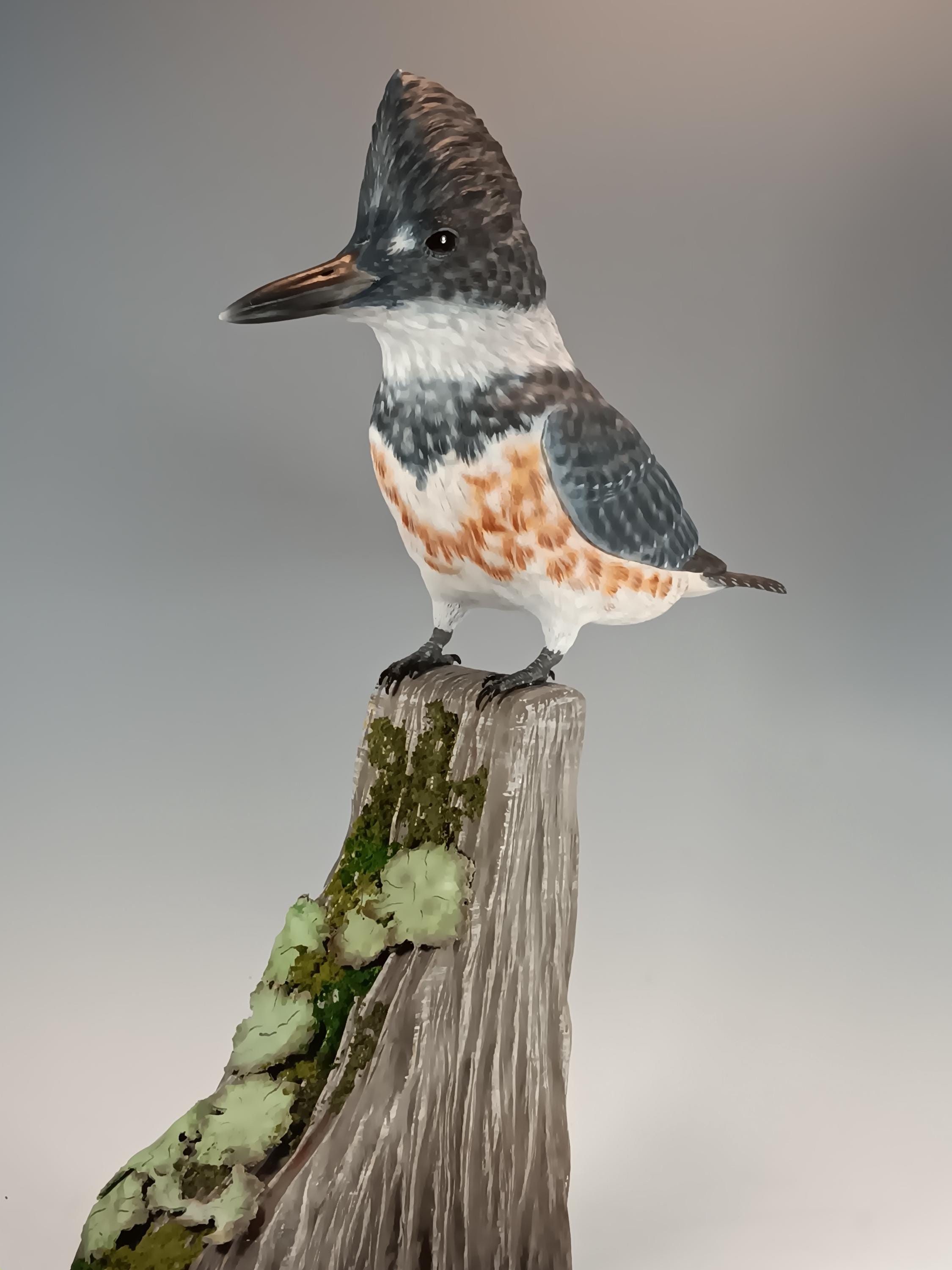 Belted Kingfisher (Lichen Base) — view 6