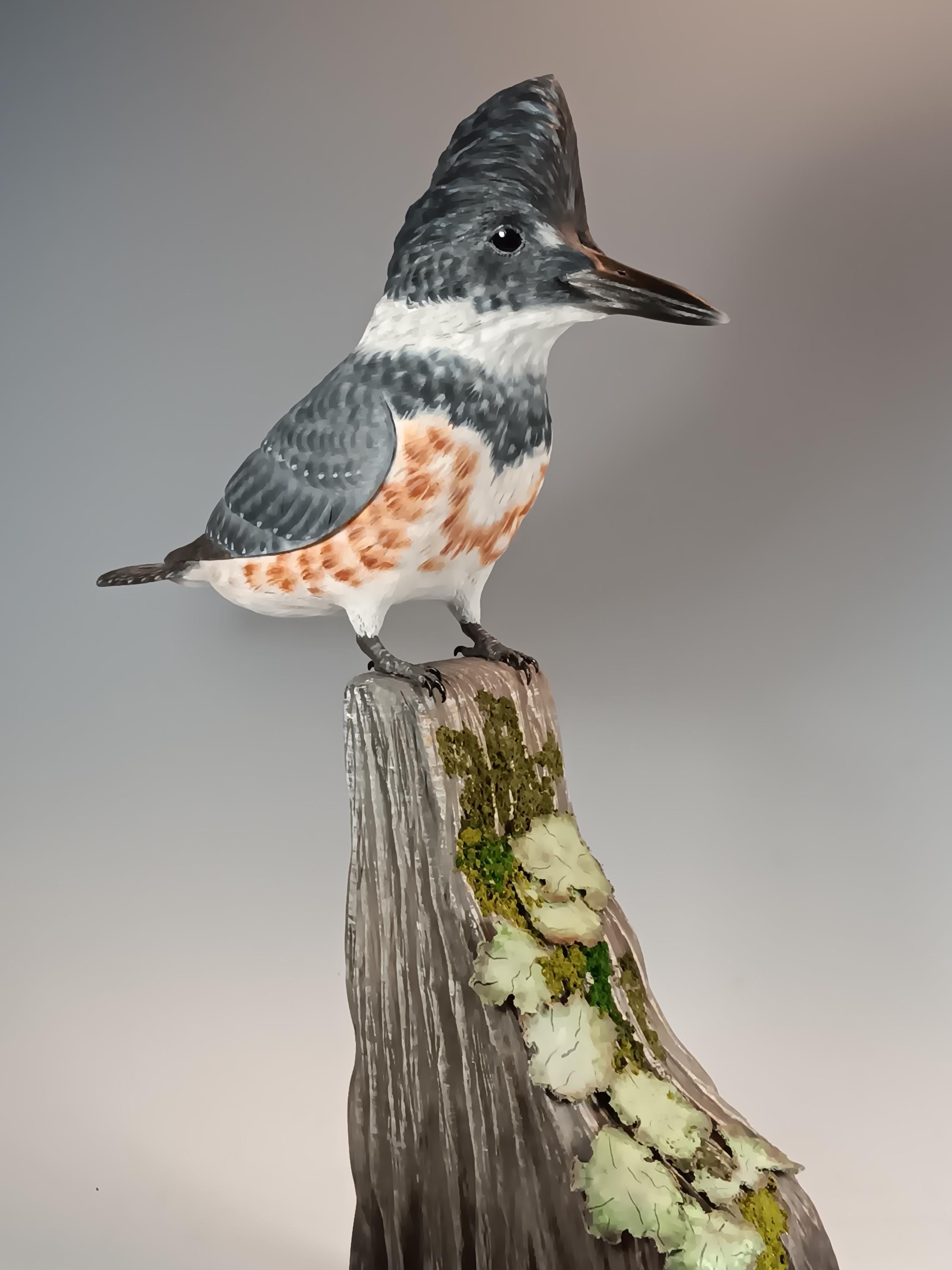 Belted Kingfisher (Lichen Base) — view 7