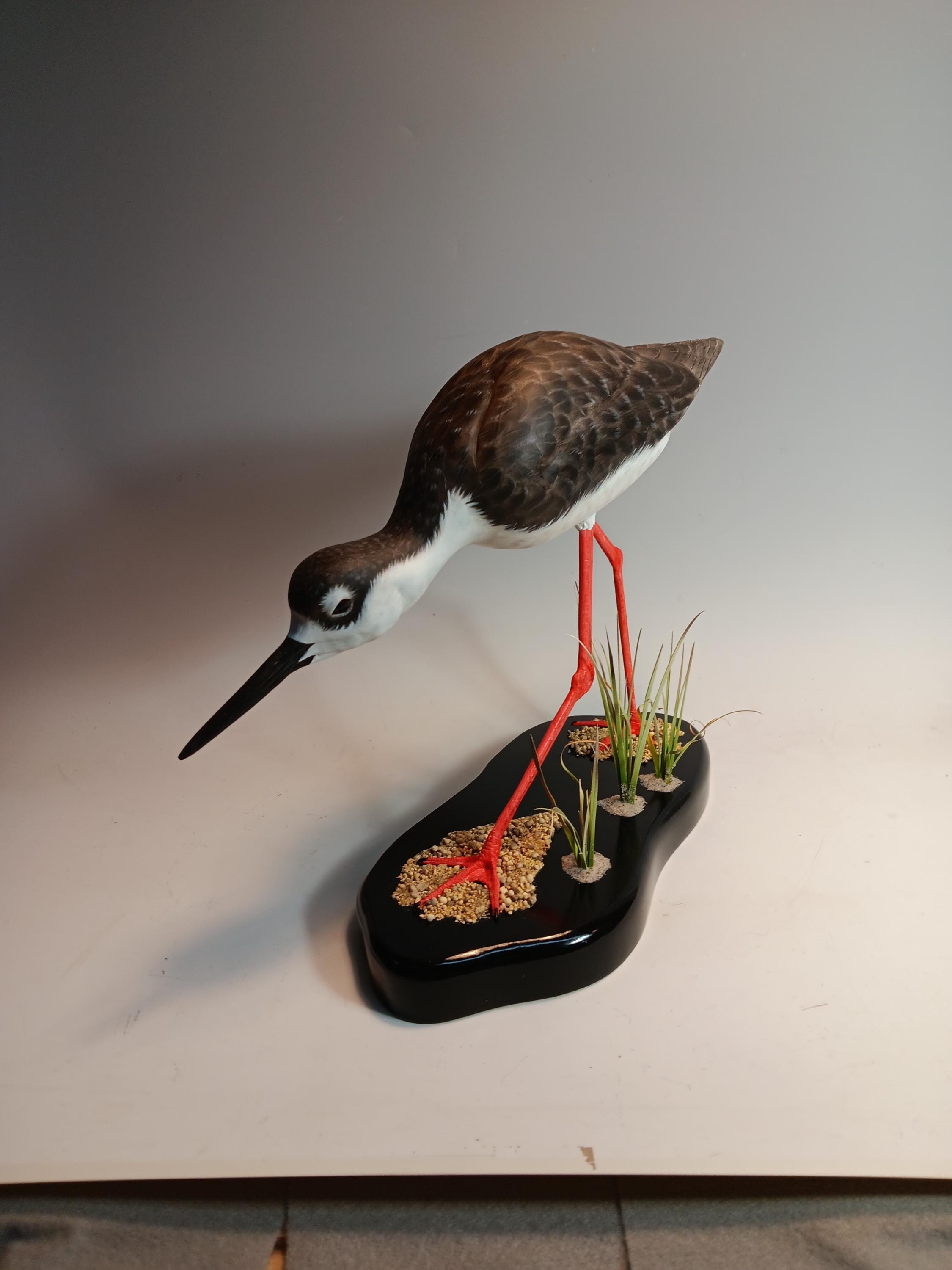 Black-Necked Stilt — view 4