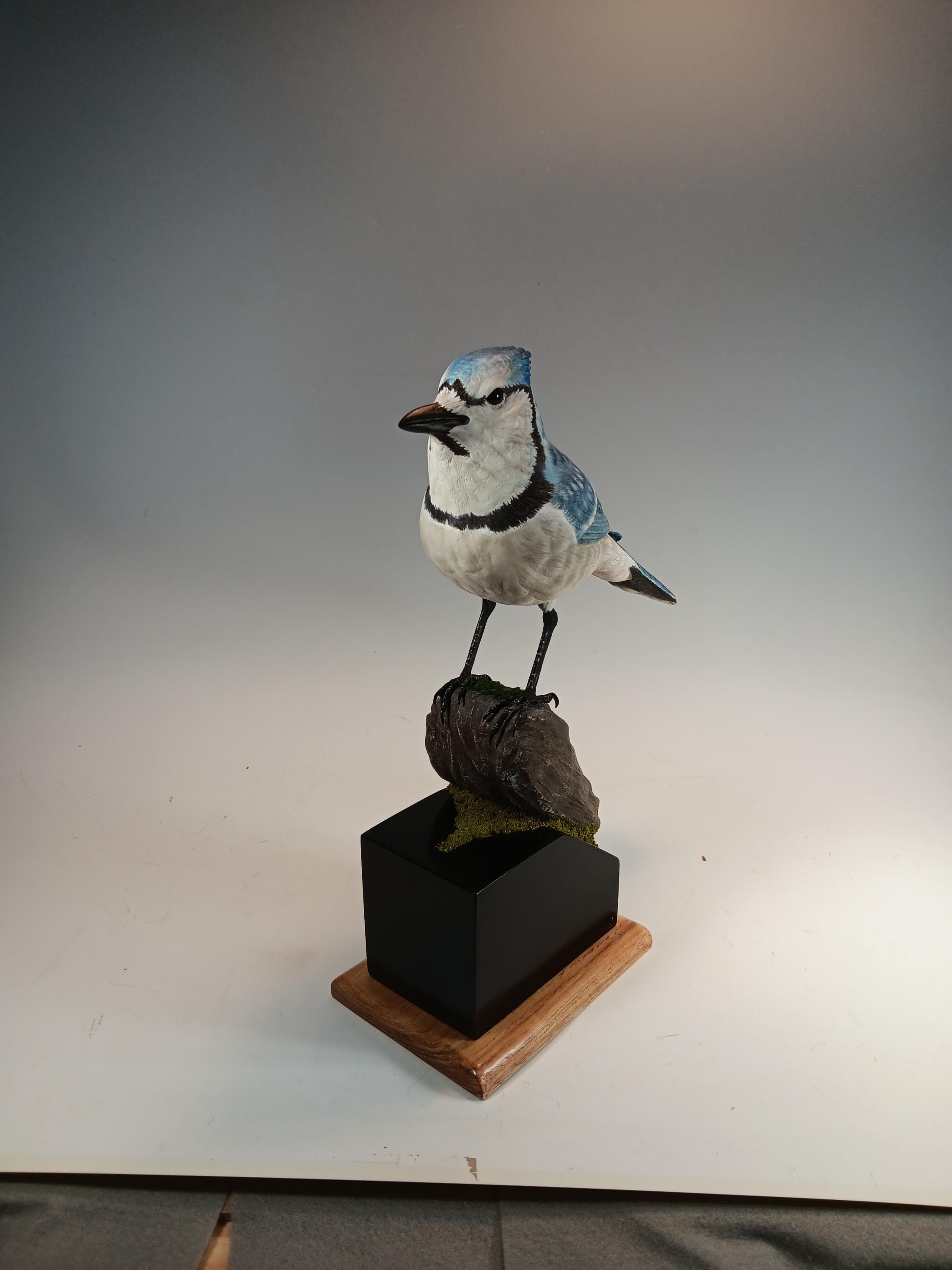 Blue Jay (Moss Base) — view 2