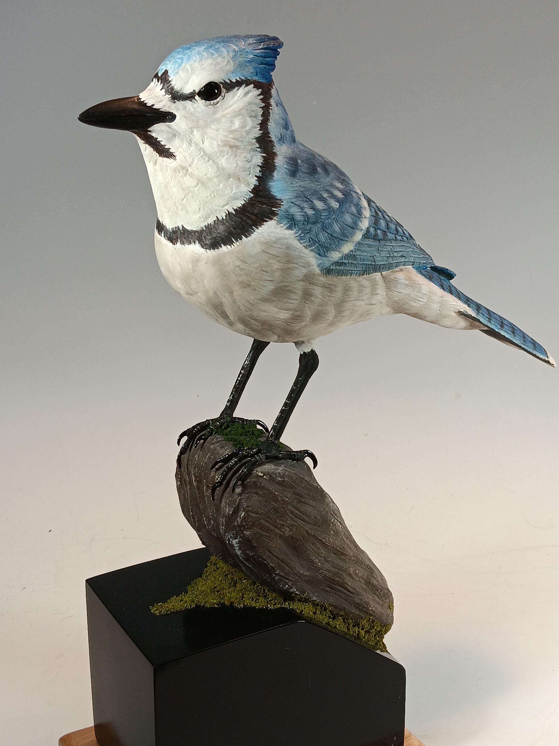 Blue Jay (Moss Base) — view 7