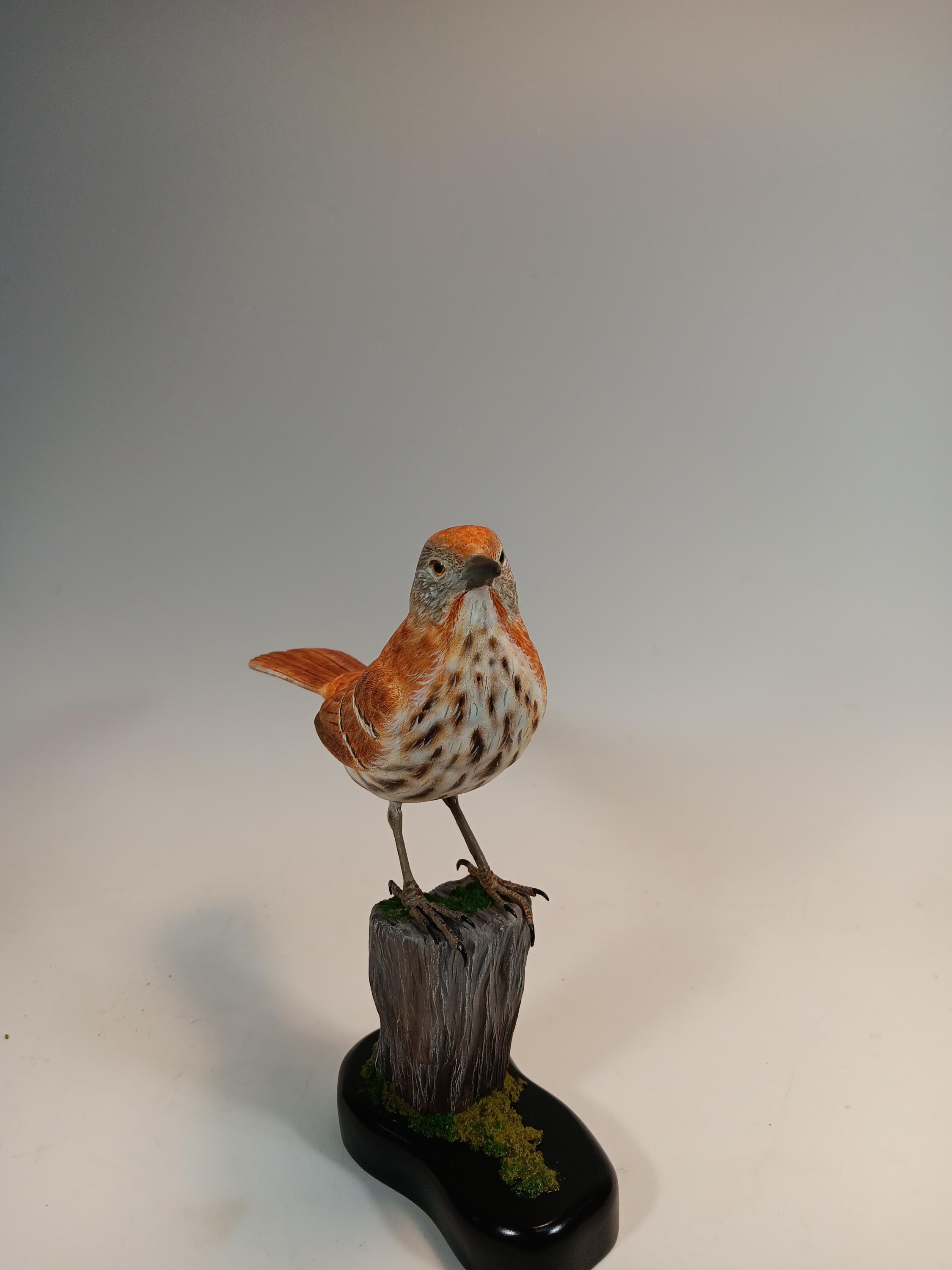 Brown Thrasher (Full Size) — view 2