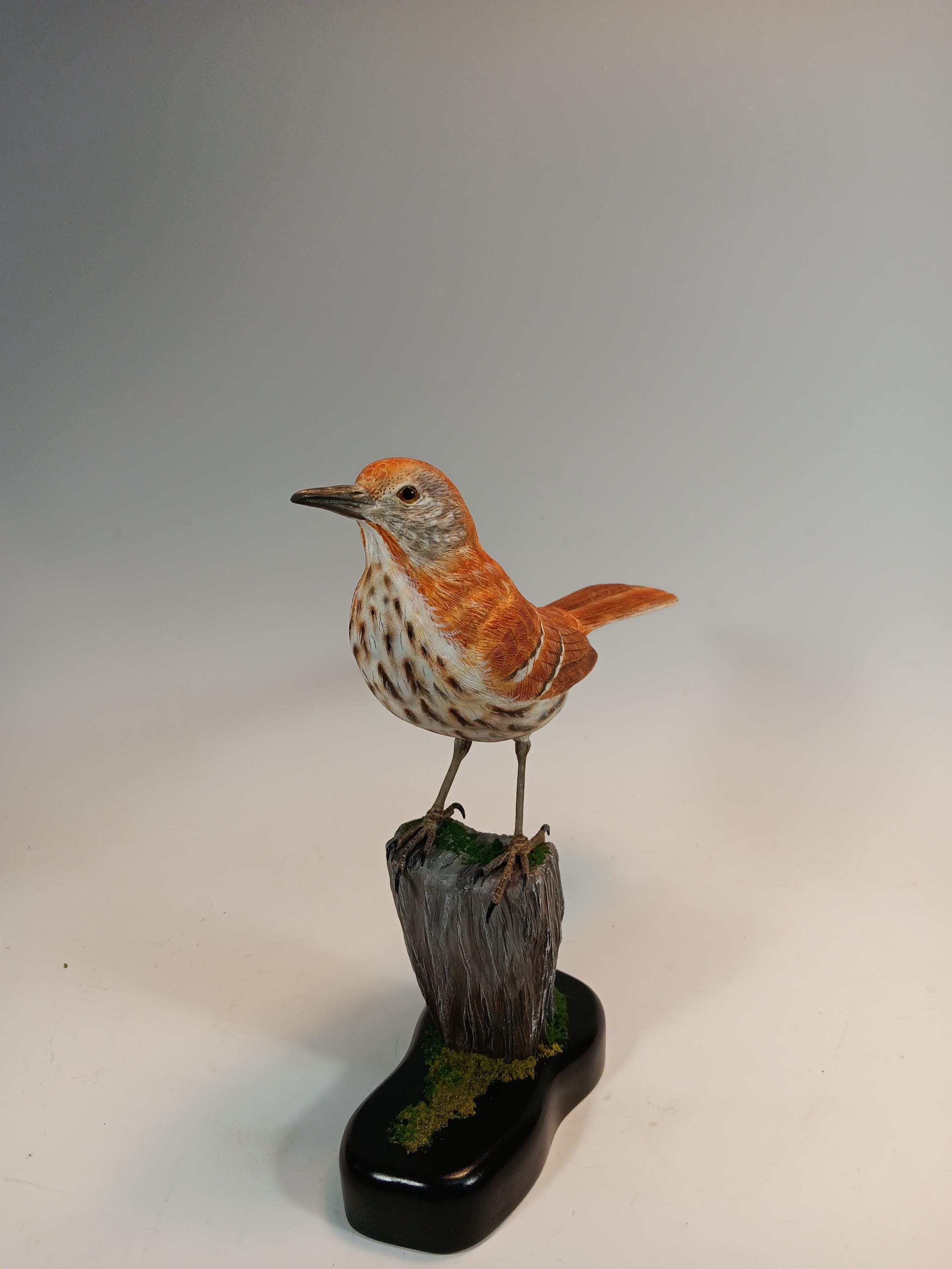 Brown Thrasher (Full Size) — view 3
