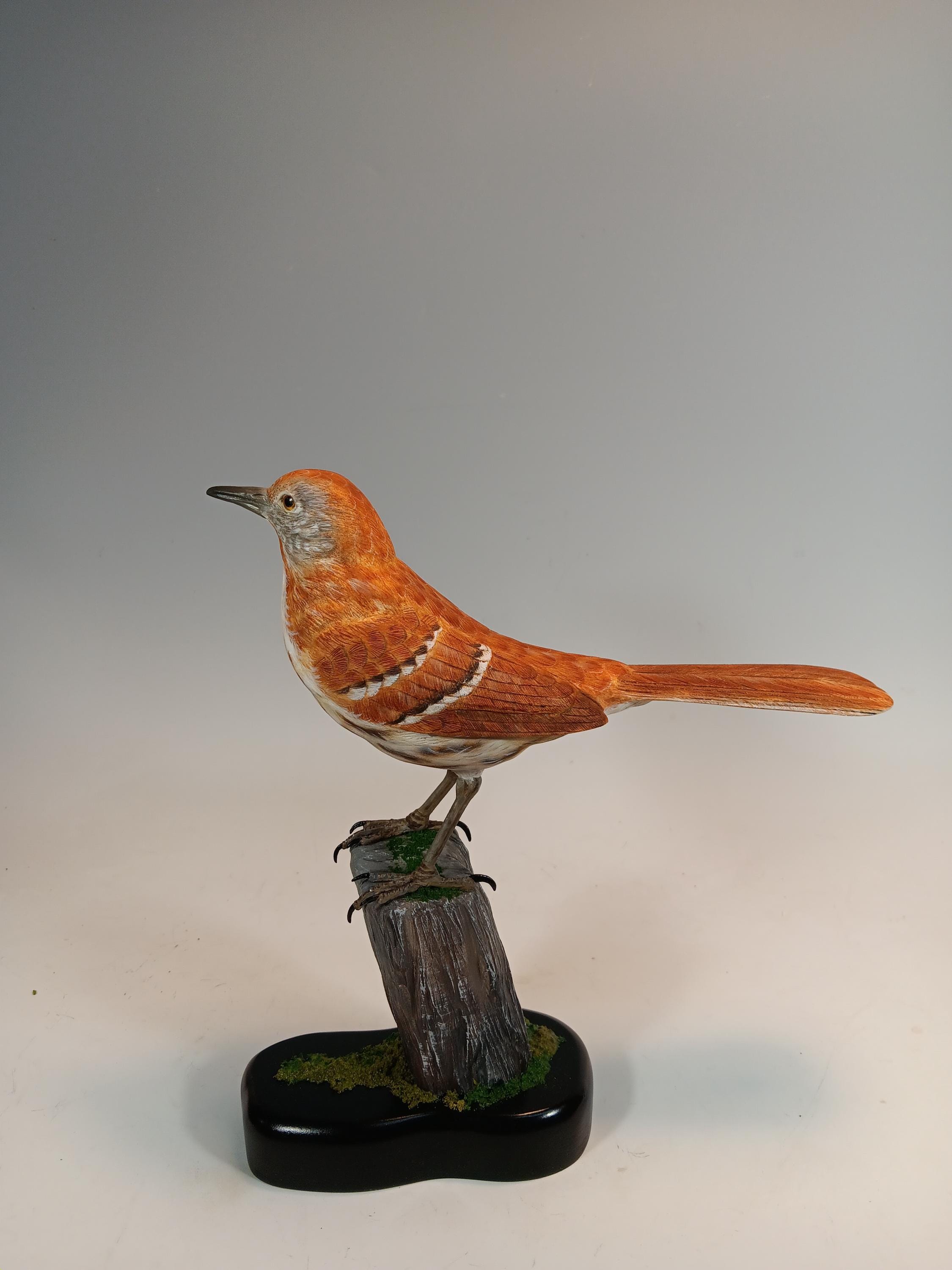 Brown Thrasher (Full Size) — view 4
