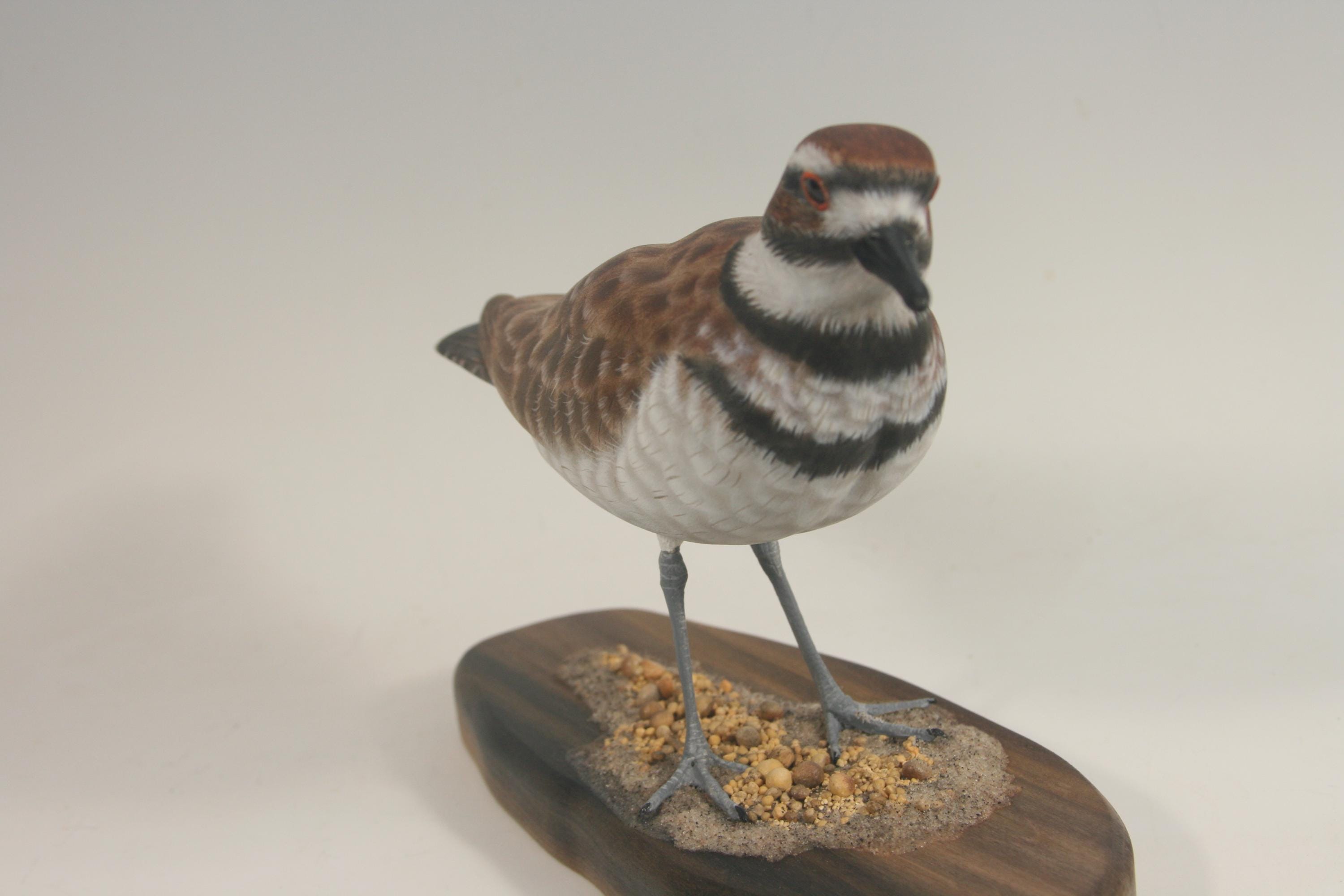 Killdeer — view 5