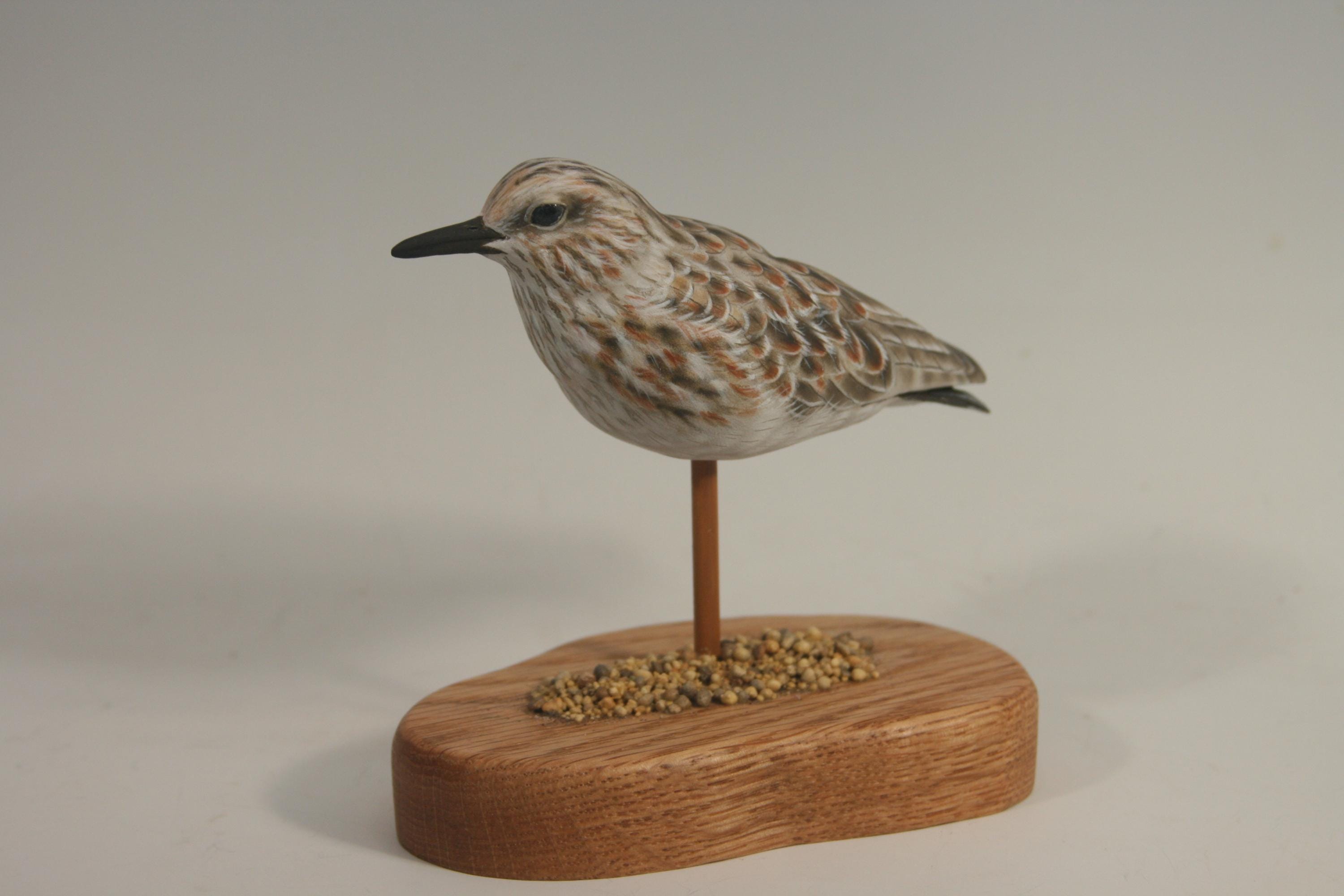 Least Sandpiper — view 4