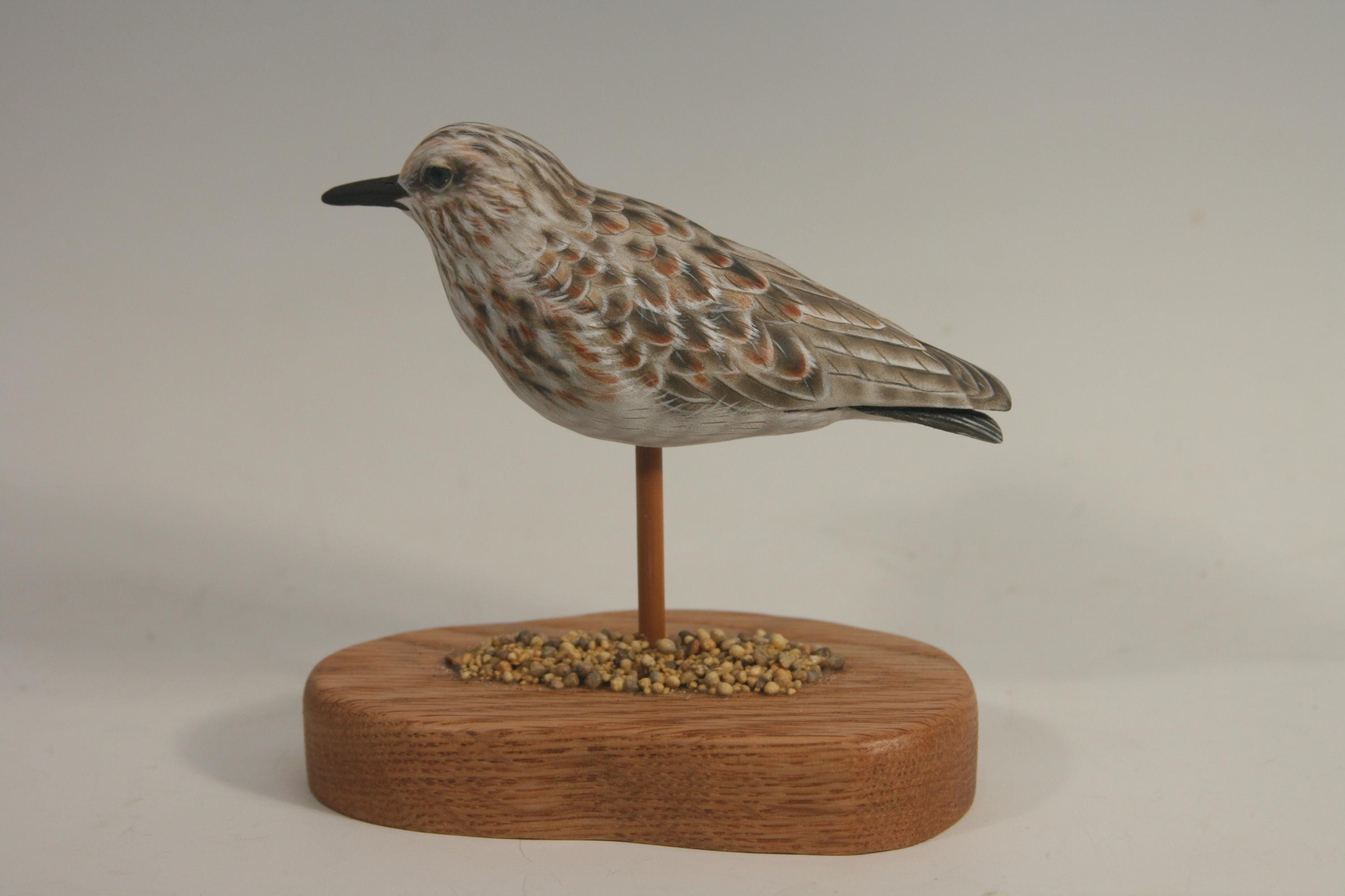 Least Sandpiper — view 5