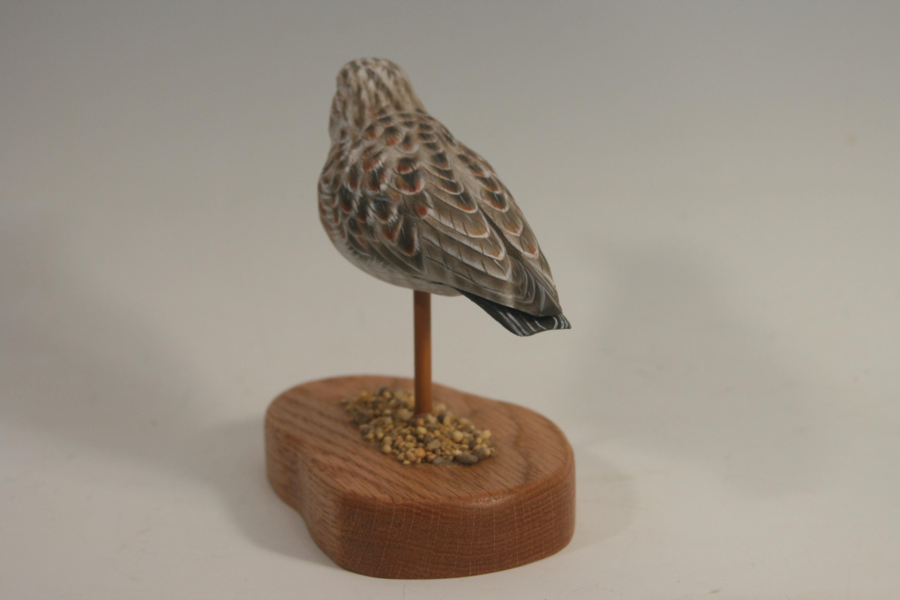 Least Sandpiper — view 6