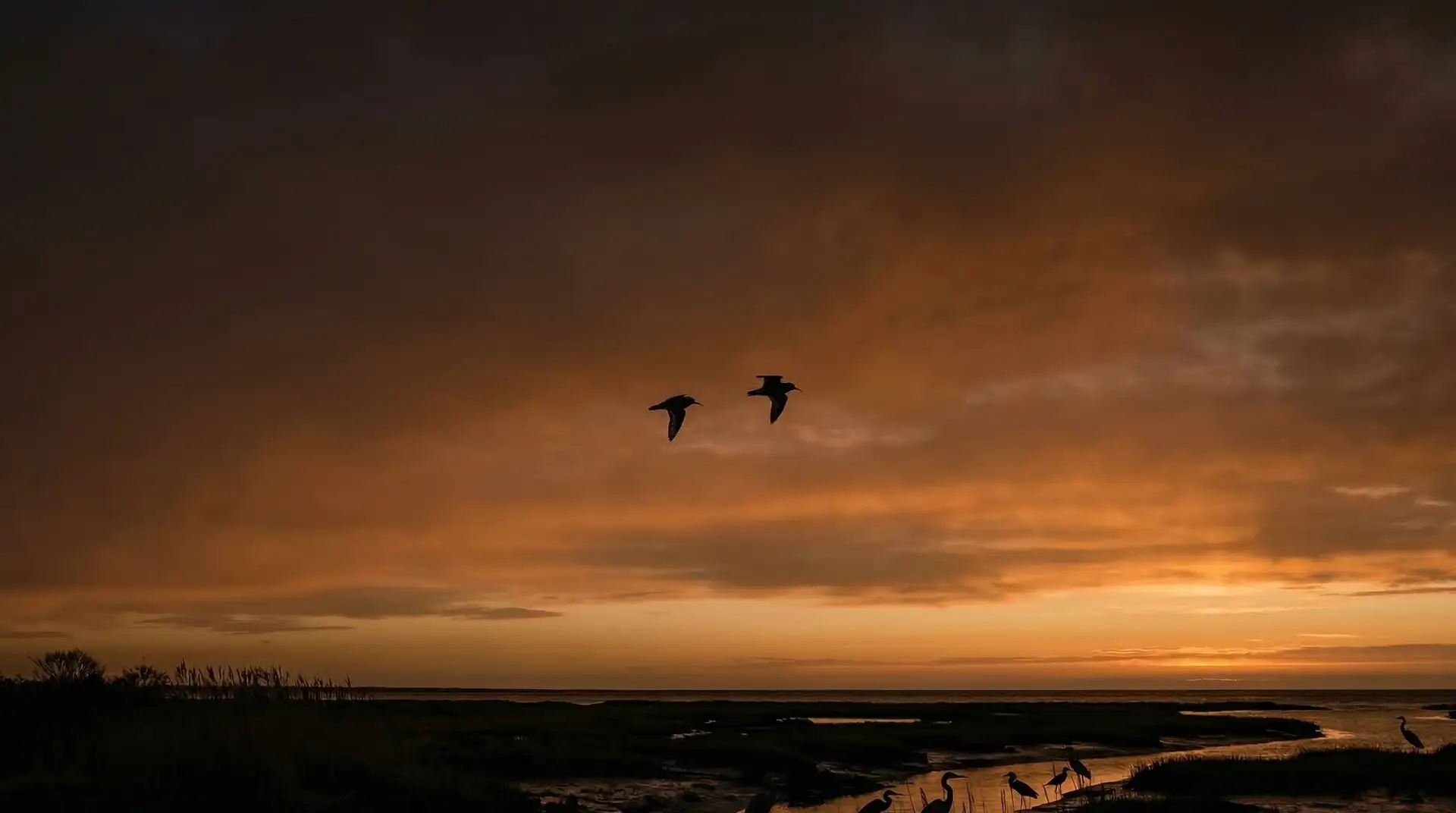 Atmospheric background of a shorebird scene