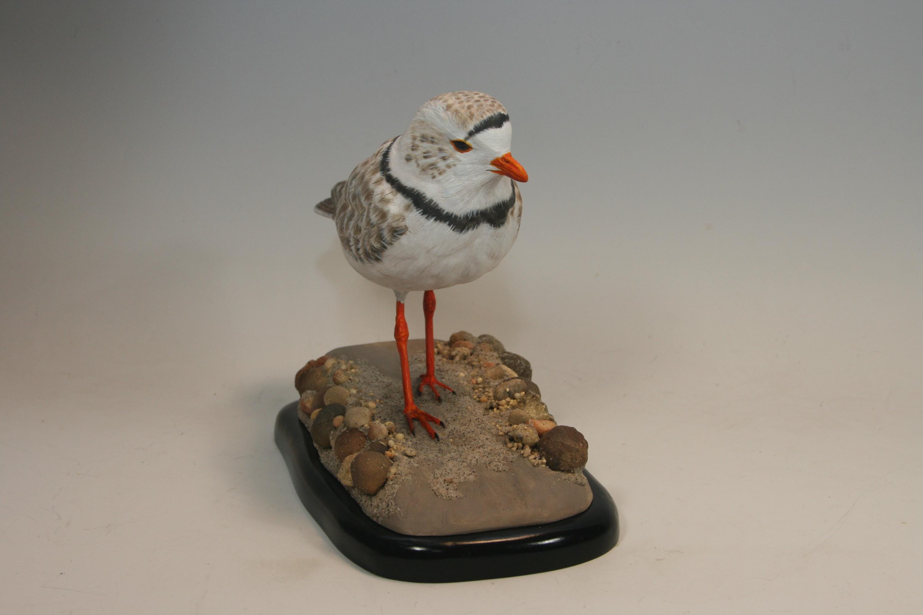 Piping Plover — view 7