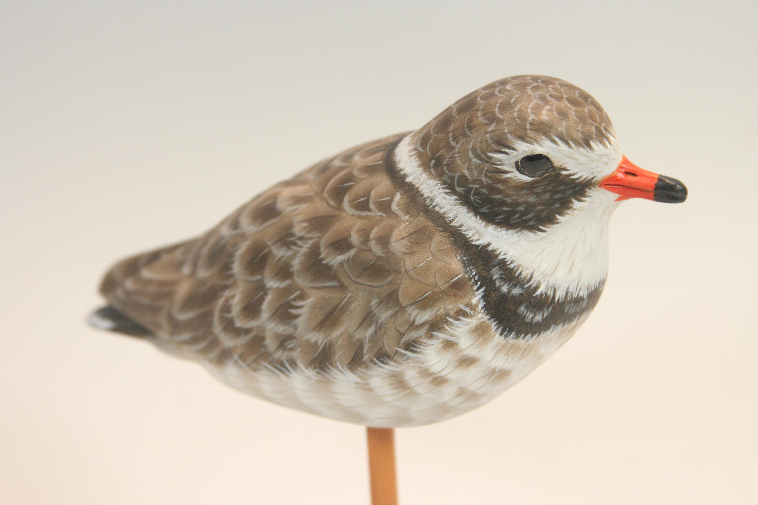 Semi-Palmated Plover — view 3