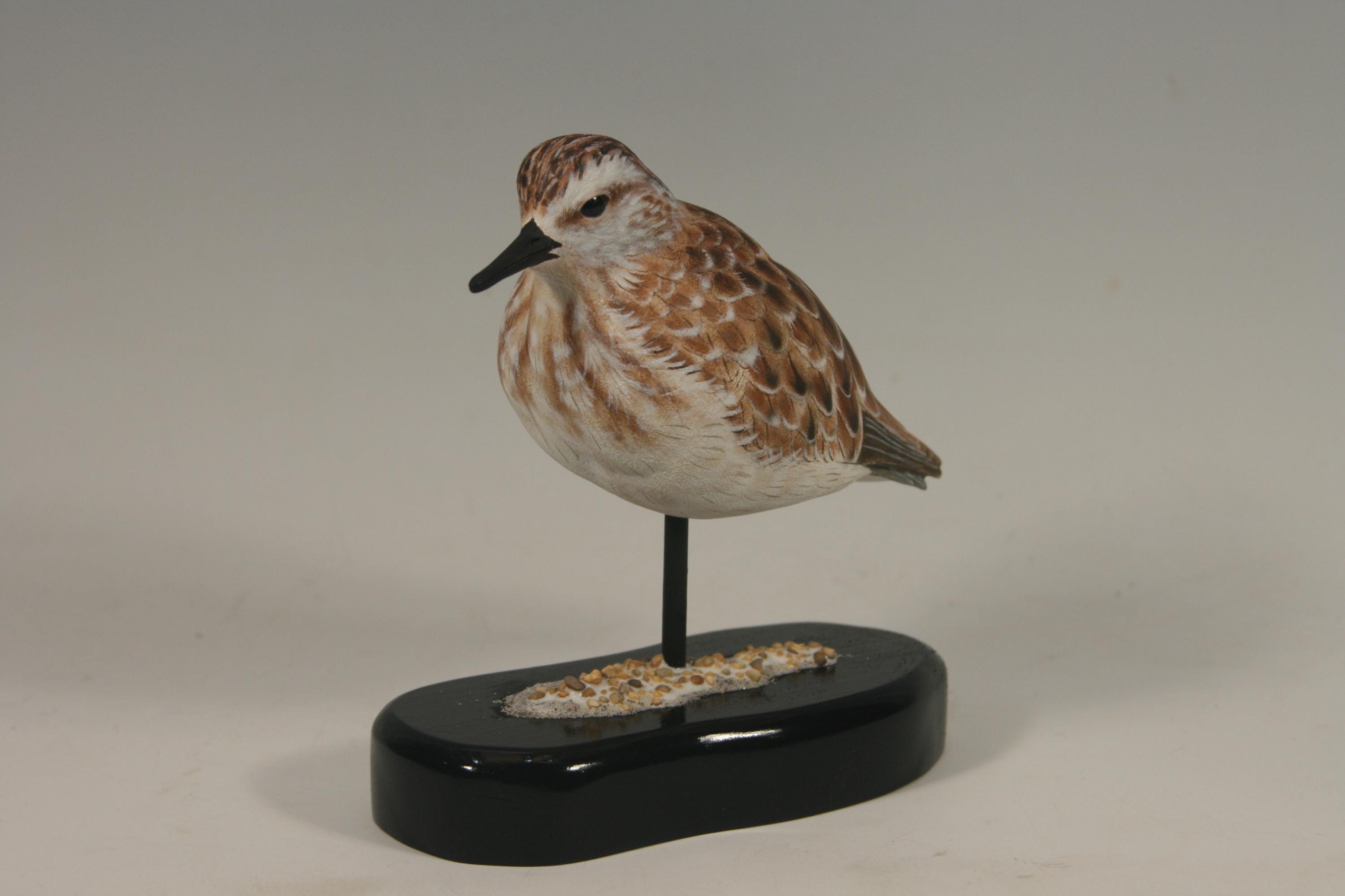 Semi-Palmated Sandpiper — view 4