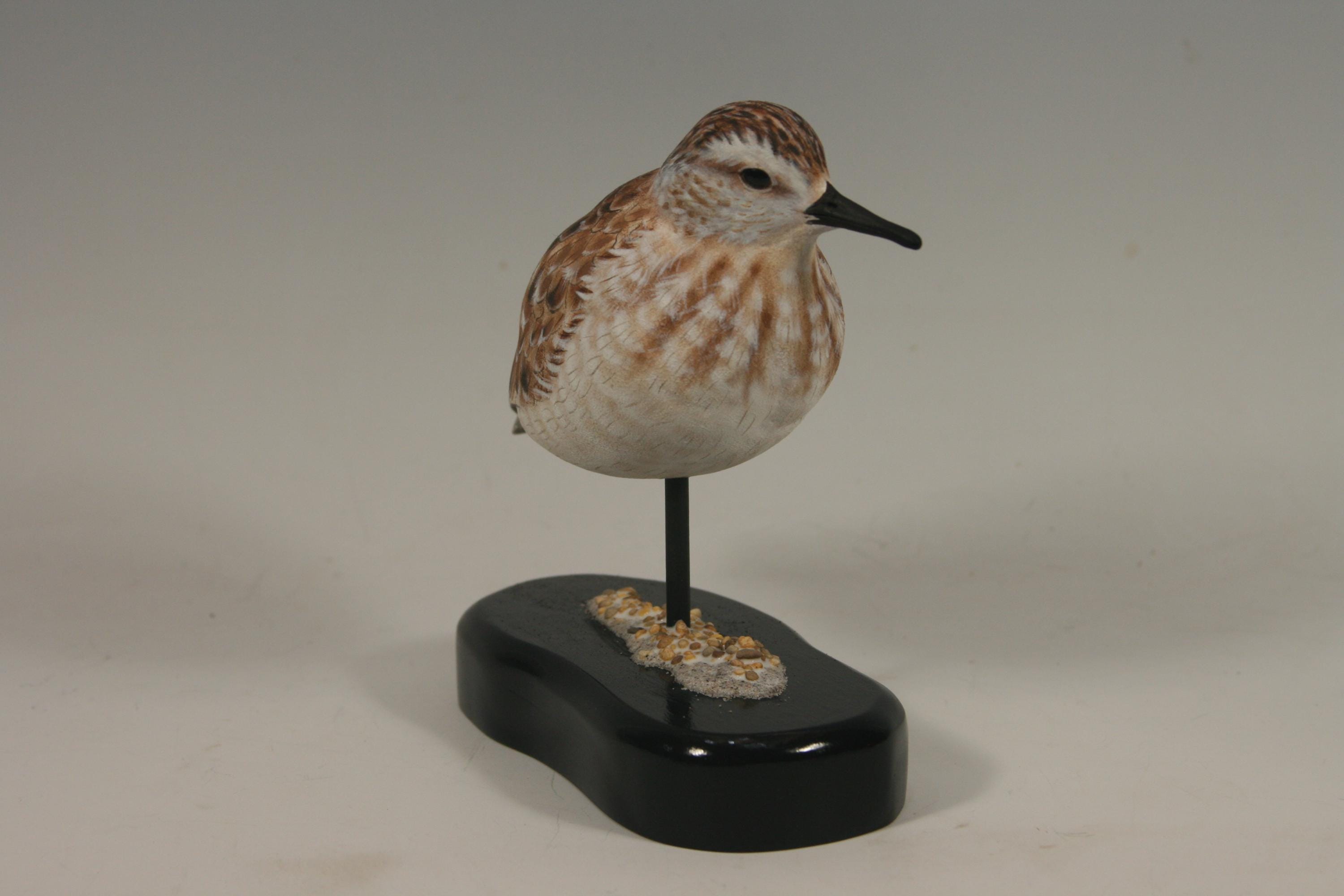 Semi-Palmated Sandpiper — view 5
