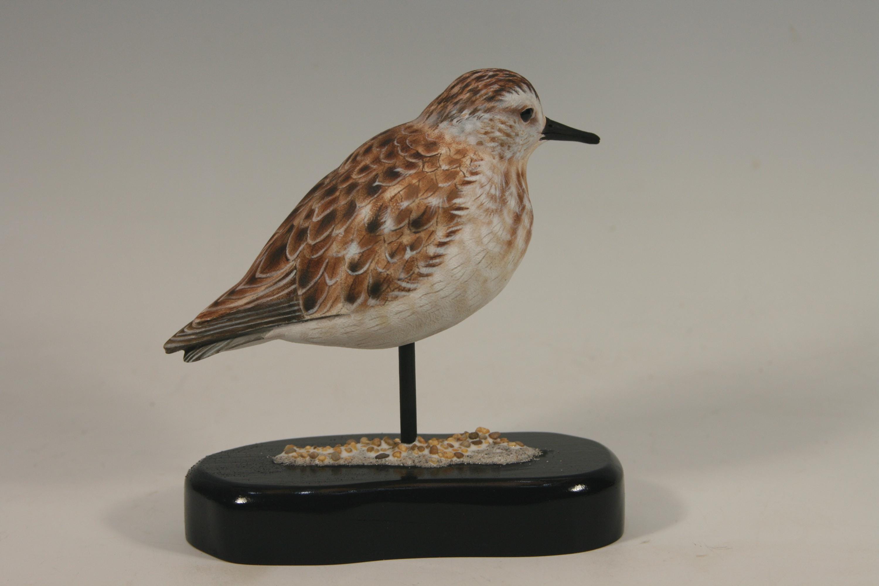 Semi-Palmated Sandpiper — view 6