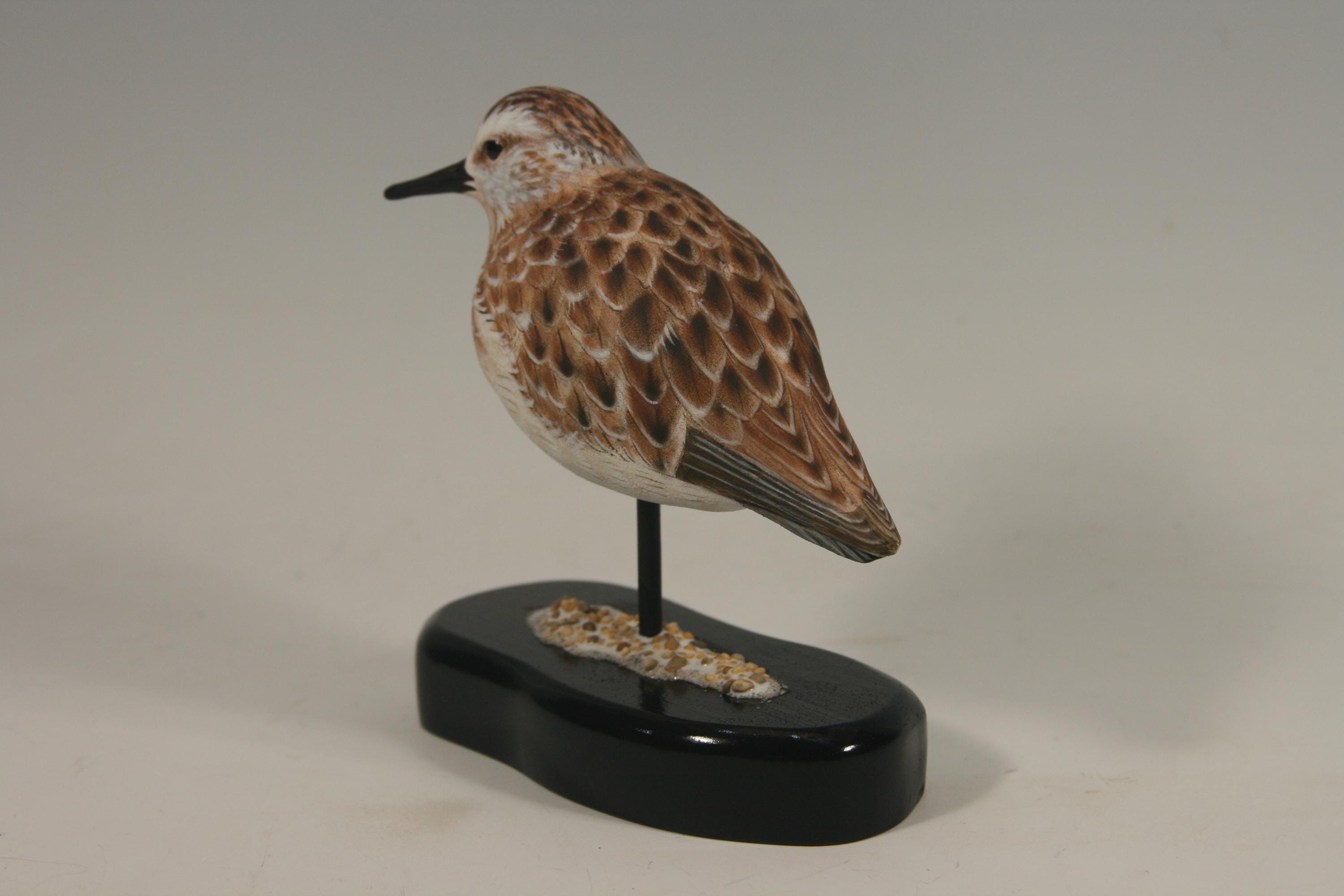 Semi-Palmated Sandpiper — view 8